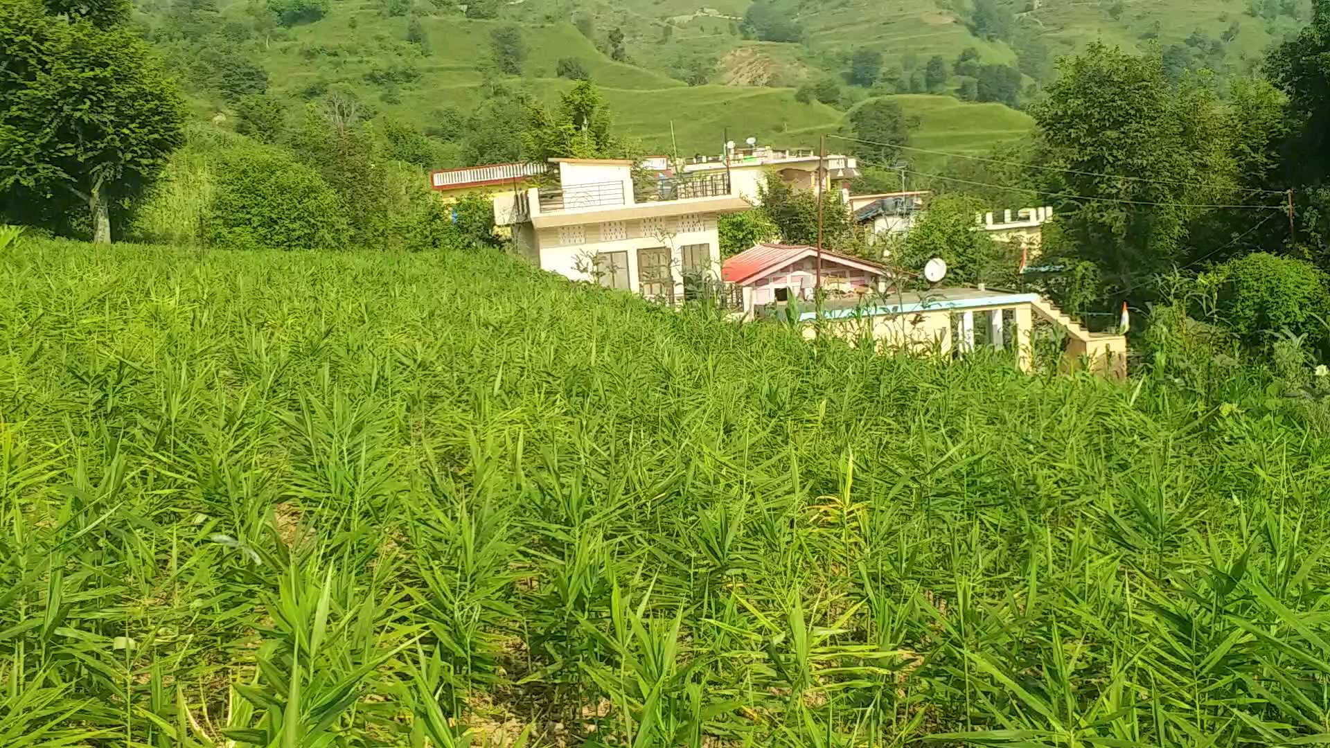 Ginger Farming