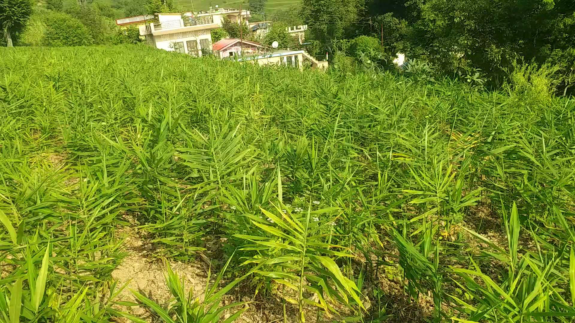 Ginger Farming