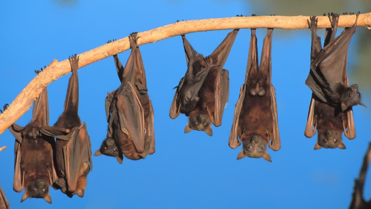 How Do Bats Thrive With Blood Sugar Levels That Would Kill Humans?