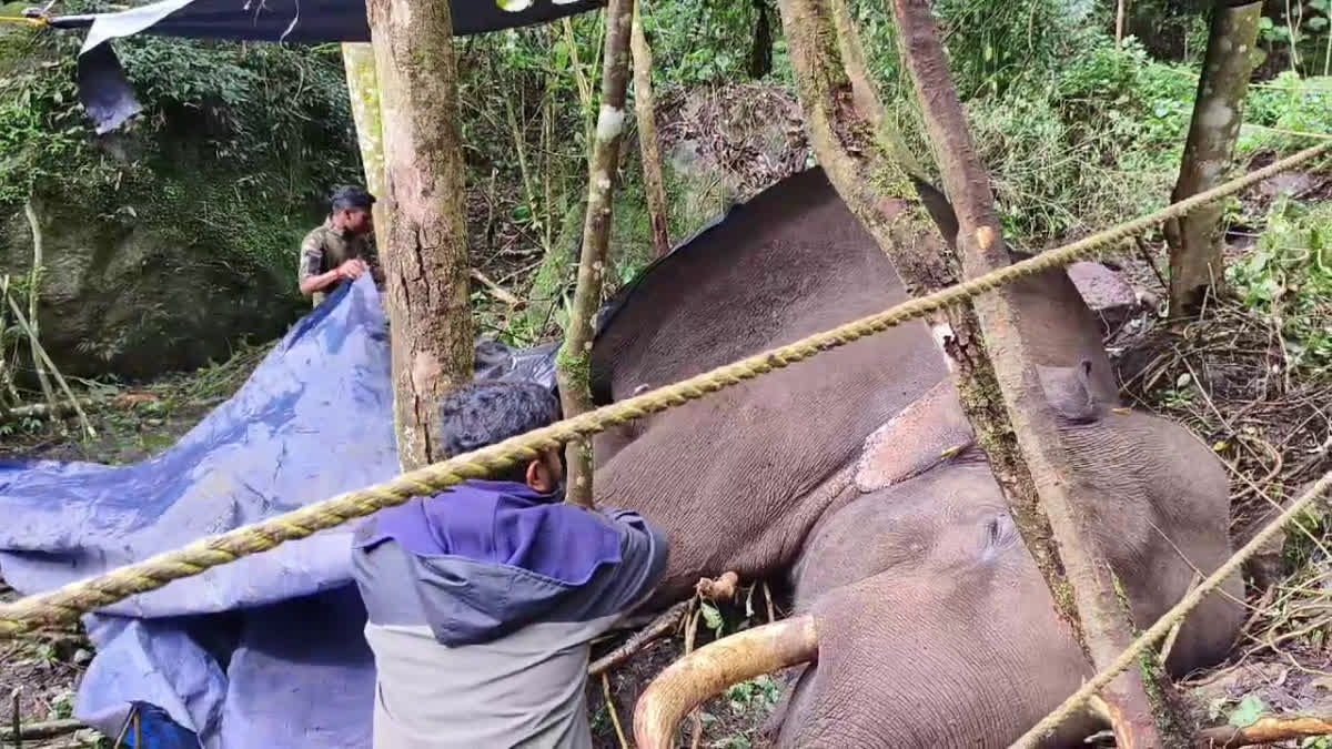 WILD ELEPHANT ATTACK IN IDUKKI  മുറിവാലൻ കൊമ്പൻ ചരിഞ്ഞു  ചക്കക്കൊമ്പൻ  IDUKKI NEWS