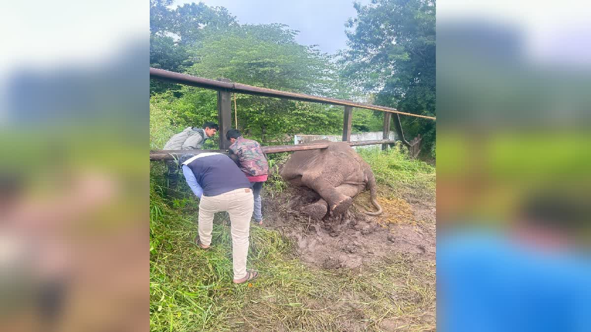 Elephant rescued by forest officials in chamarajanagar