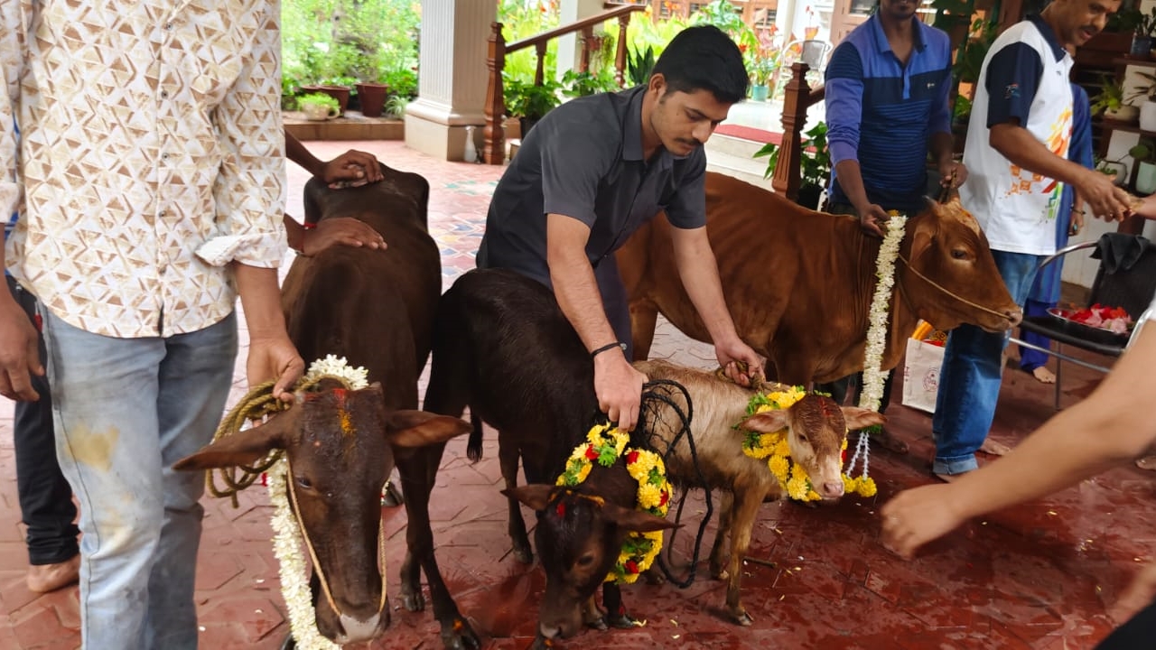 Chief Secretary Shalini Rajneesh brought Malenadu Gidda breed cow to Home from Sullia