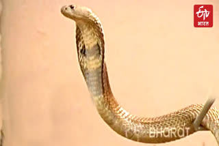 Snake Bite in Devprayag