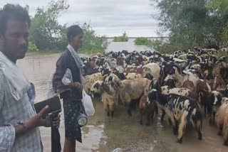 HERDSMEN STUCK IN FLOOD WATERS