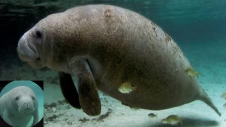 Millions of years old skeleton of a sea cow found