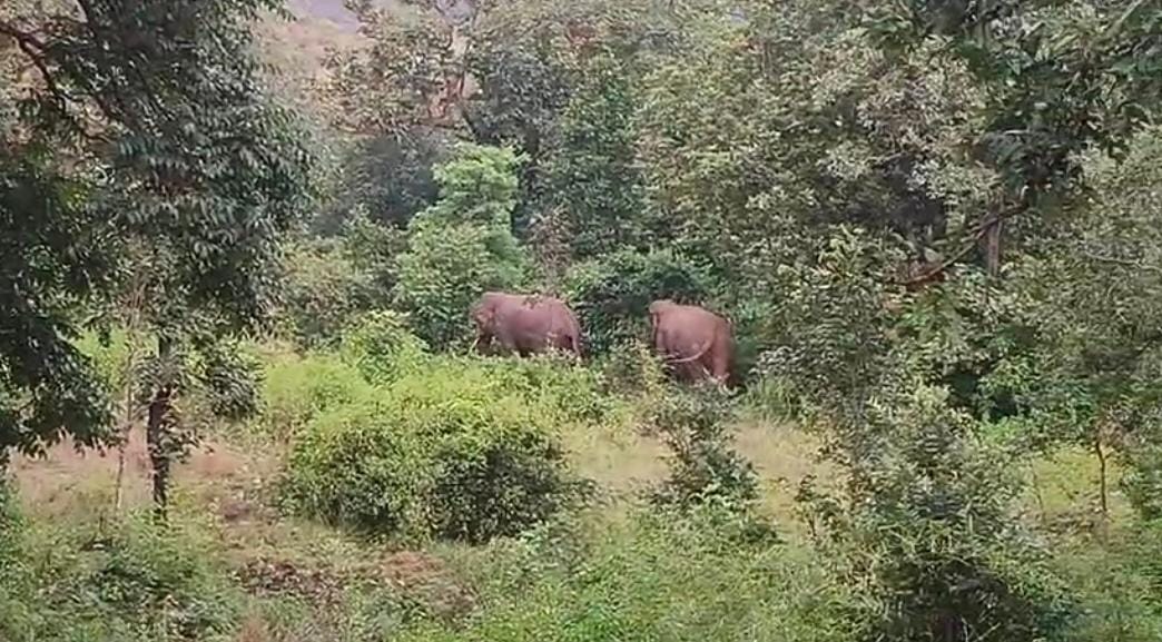 Presence Of Elephants In Manendragarh