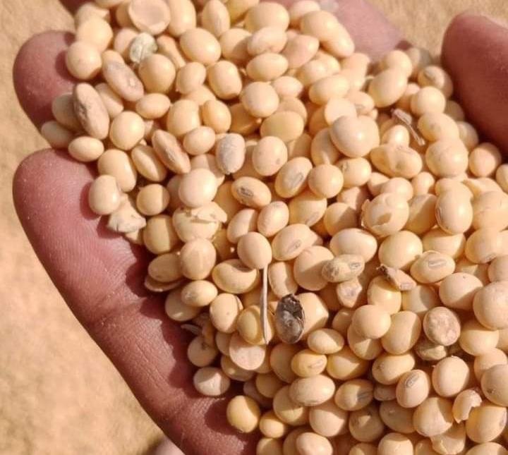 SOYBEAN MSP 6000 RS DEMAND