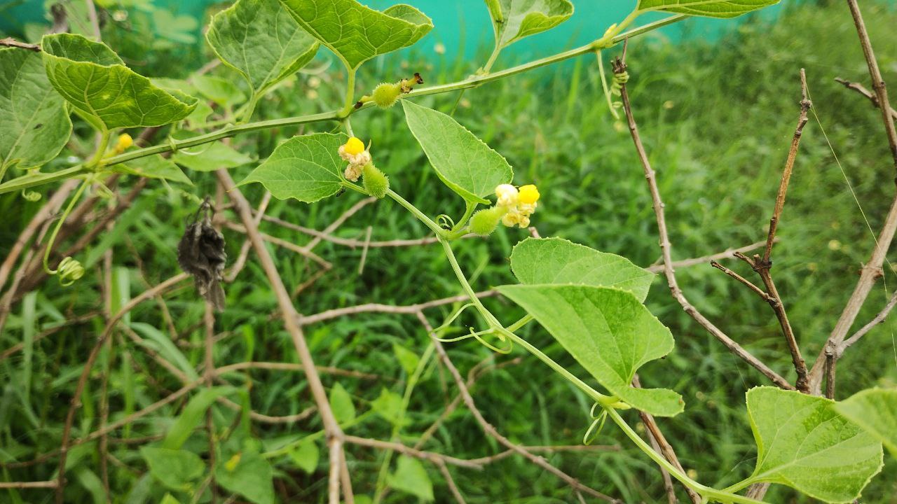 SHAHDOL PADORA VEGETABLE FARMING