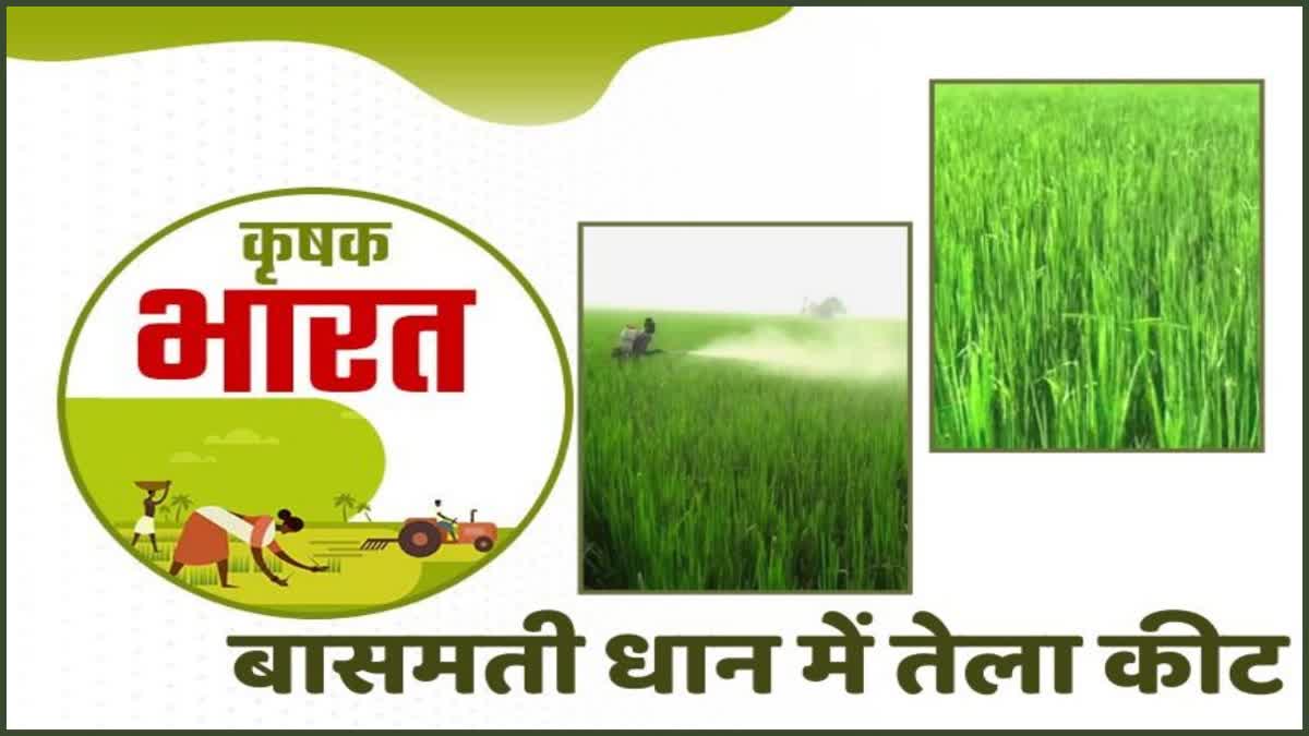 Tela disease in paddy crop chepa disease how to prevent Tela disease