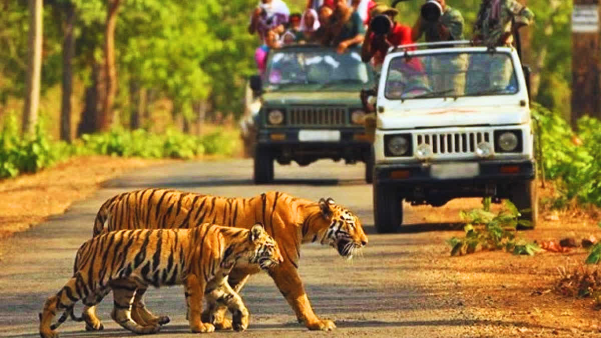 Bandhavgarh Tiger Reserve