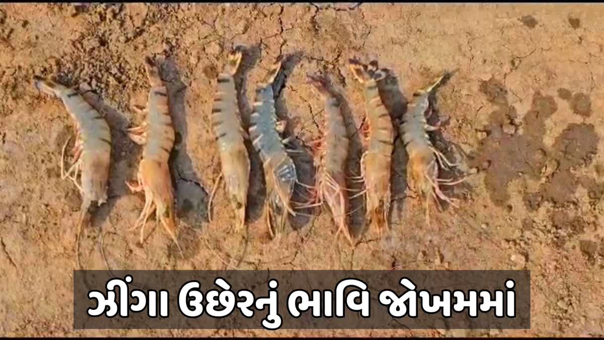 ઝીંગા ઉદ્યોગમાં મોટી નુકસાનીની ભીતિ