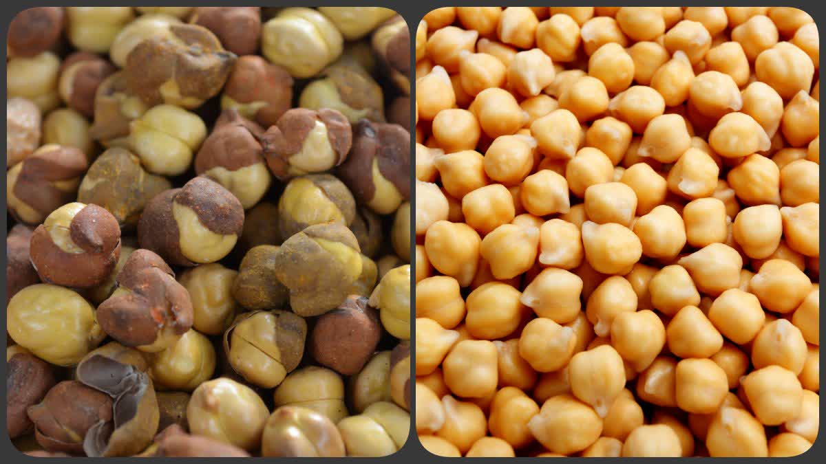 Roasted Chana Benefits