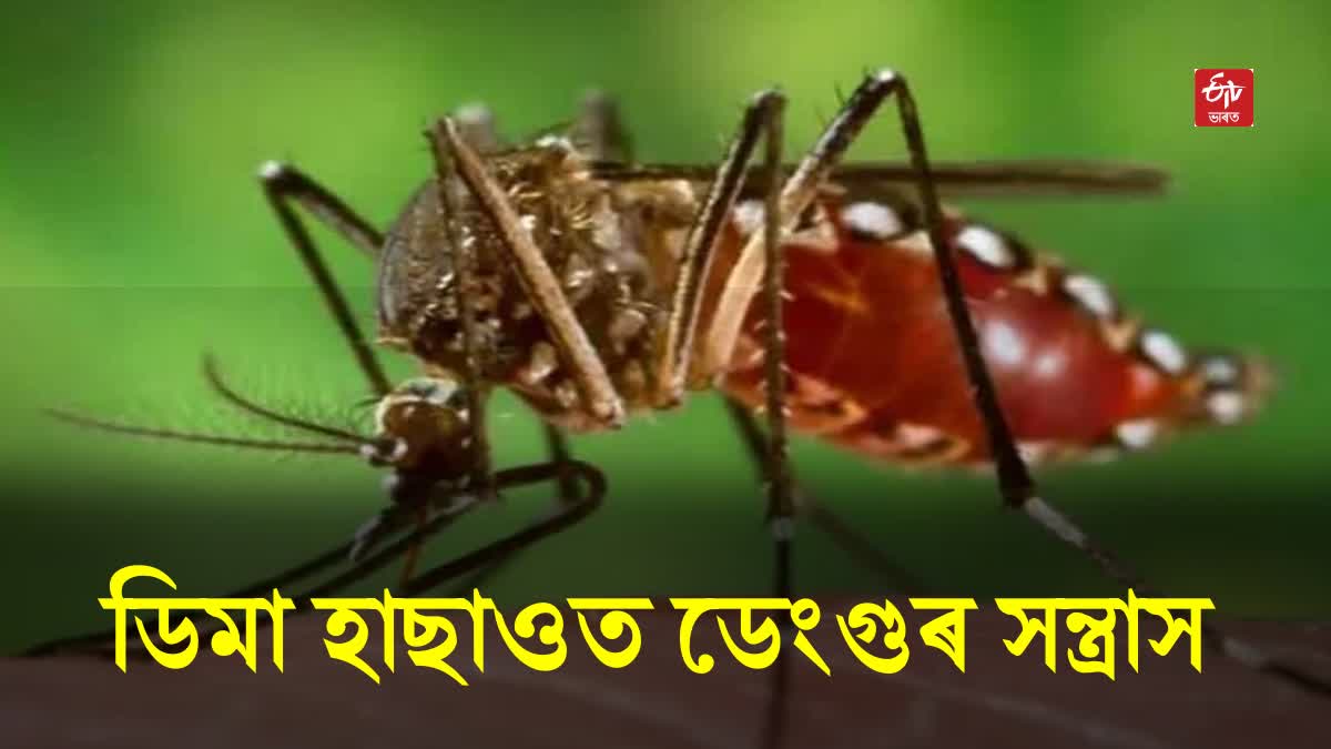 Dengue Cases Increased in Dima Hasao