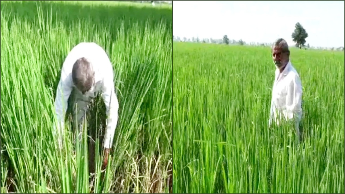 Tela disease in paddy crop chepa disease how to prevent Tela disease