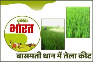 Tela disease in paddy crop chepa disease how to prevent Tela disease