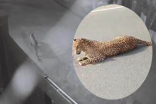 leopard movement captured in cctv