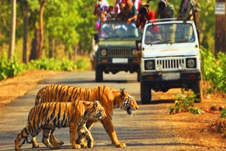 Bandhavgarh Tiger Reserve