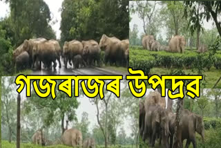 Elephant destroyed paddy field at Numaligarh