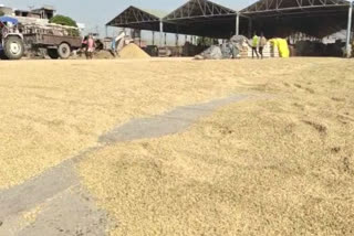 Government purchase of paddy has started in Hoshiarpur
