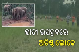 elephant terror in karanjia