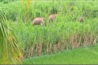 ಮಂಡ್ಯದಲ್ಲಿ ಕಾಡಾನೆಗಳ ಹಿಂಡು ಪ್ರತ್ಯಕ್ಷ