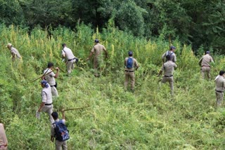 Cannabis cultivation in Uttarkashi