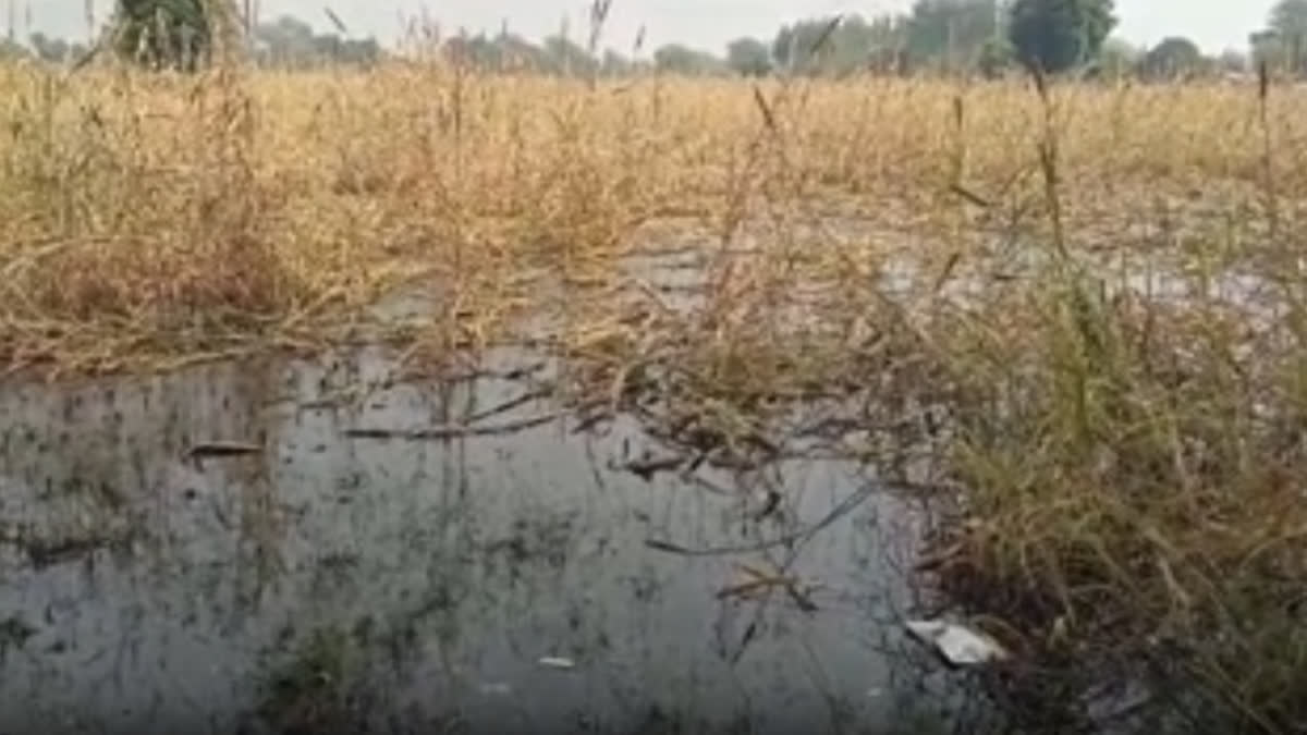 Crops destroyed in Dholpur