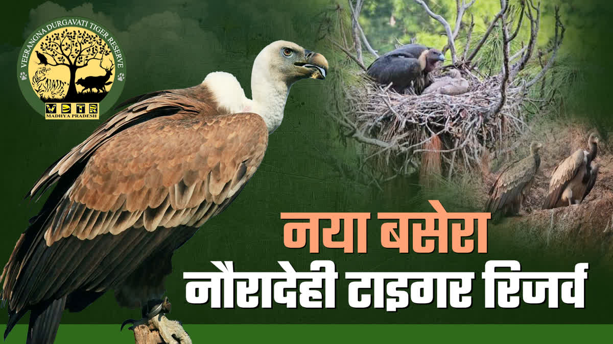 Vulture Conservation Nauradehi