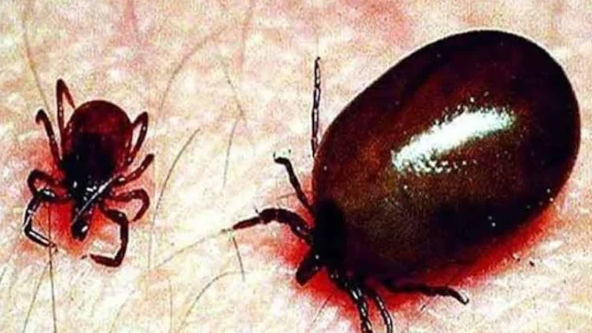 6 Died Due To Scrub Typhus