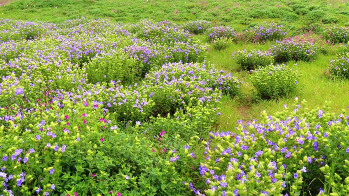 blue purple karvi flowers bloomed in sahyadri valley western ghat