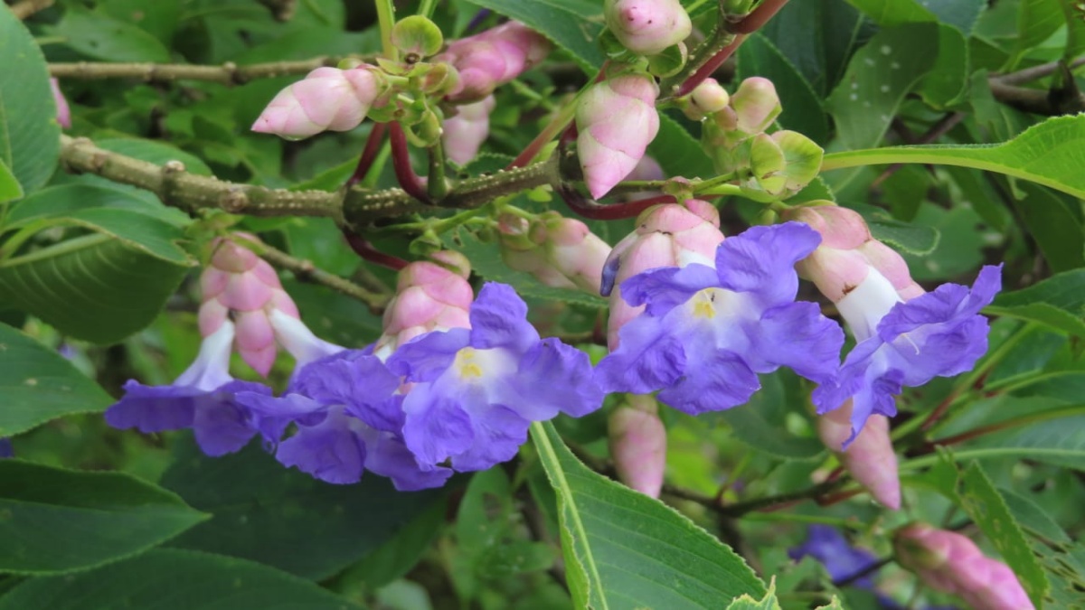 karvi bloom in western ghats after 8 years and health benefits karvi plant flower