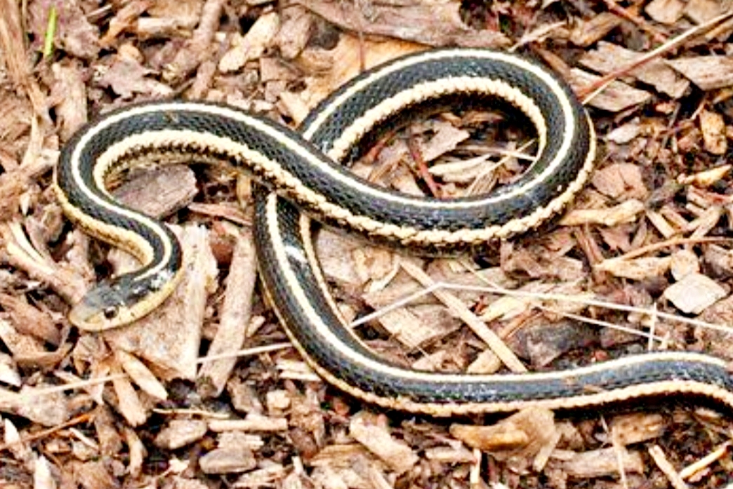 Snakebite Cases In Monsoon