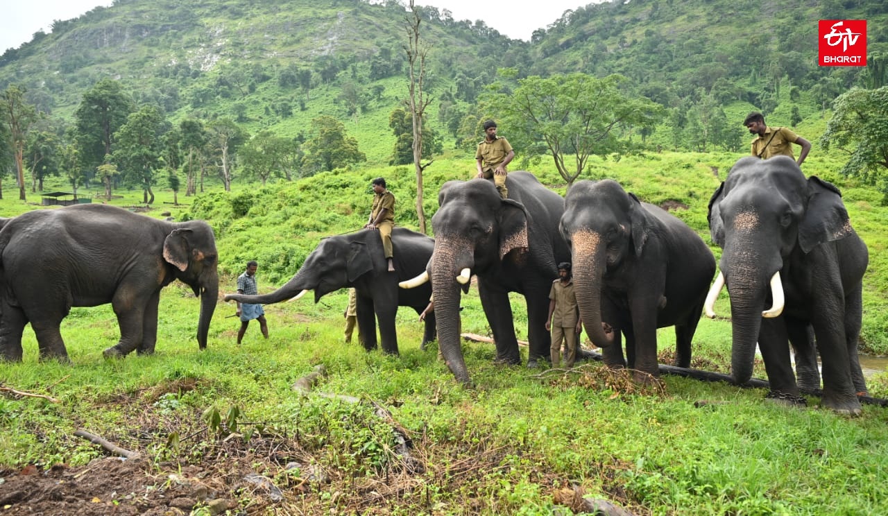 Mahout training kumki elephants