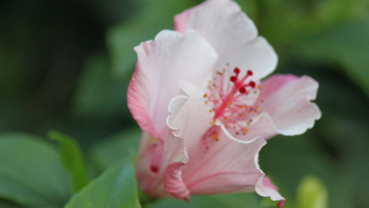 This unique flower with 5 leaves can prove to be a panacea for sugar patients