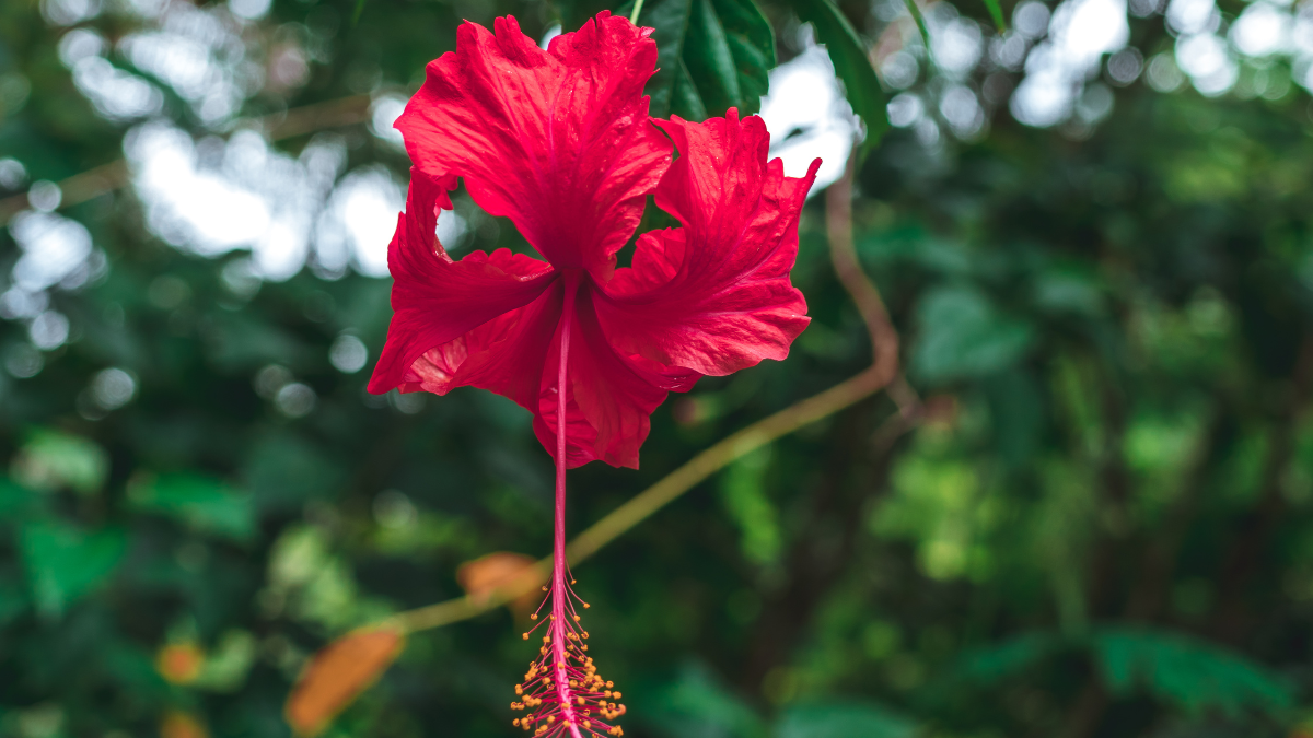 This unique flower with 5 leaves can prove to be a panacea for sugar patients