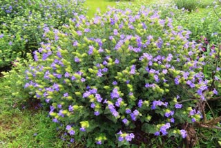 blue purple karvi flowers bloomed in sahyadri valley western ghat