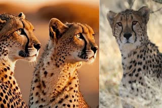 CHEETAH IN MADHYA PRADESH