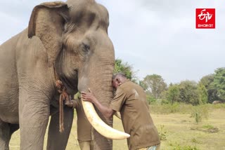 A mahout with kumki elephant