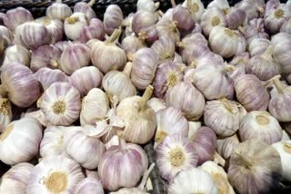 Chinese Garlic