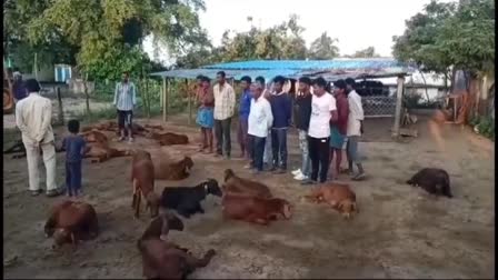 DOGS ATTACK ON SHEEPS