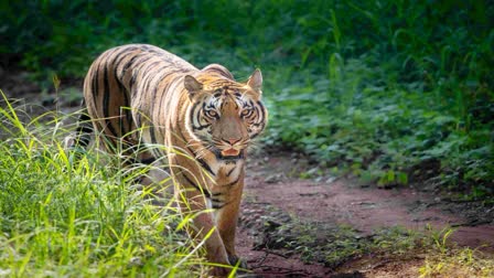 Satpura Tiger Reserve Open