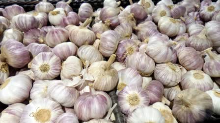 Chinese Garlic