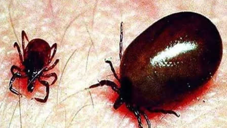 6 Died Due To Scrub Typhus