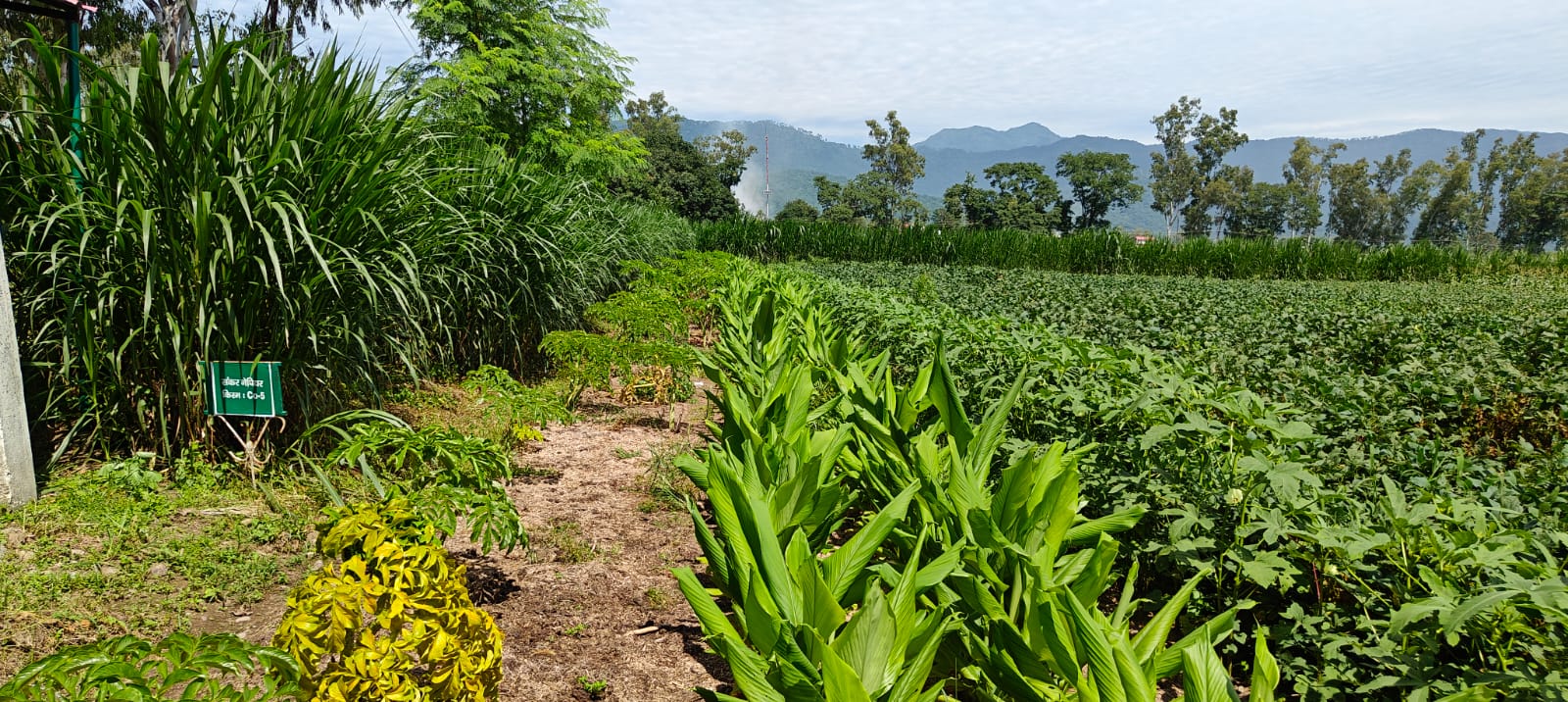 Agricultural University Palampur Advisory for Farmers