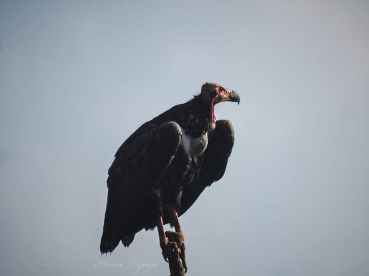 NAURADEHI TIGER RESERVE sagar