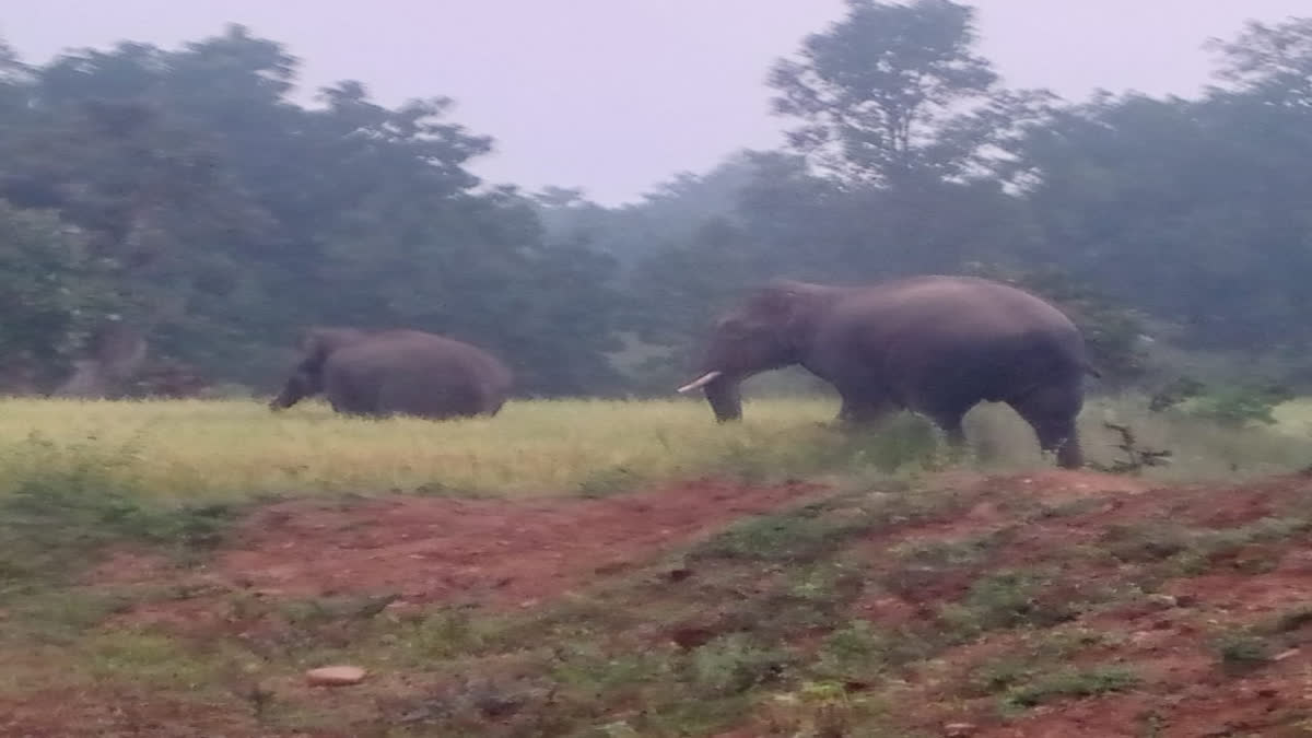 Elephant Terror In Koriya