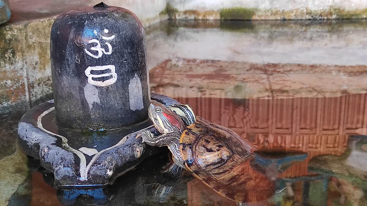 amazing-scenes-seen-in-bhavnath-temple-tortoise-hugging-shivling-caught-on-camera