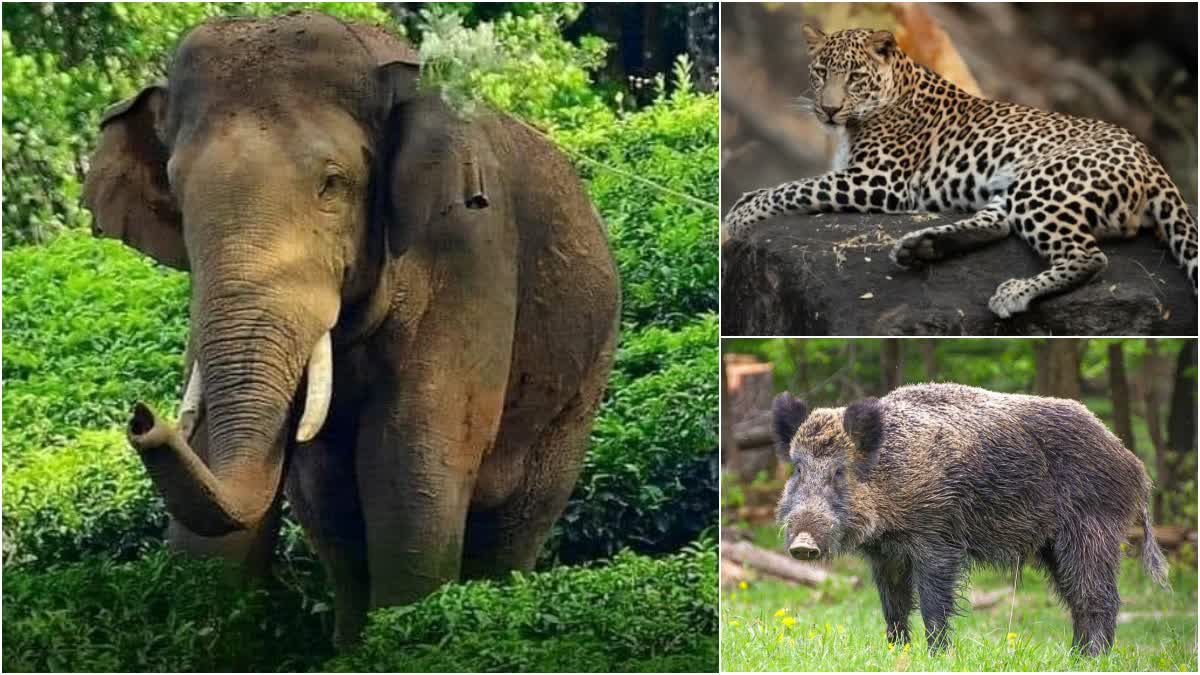 AI Based Wildlife Detecting System  West Bengal AI Based Wildlife Detecting System  How To Minimise Man Elephant Conflicts  Wild Animals Attack In India  Wild Elephant Attack  വന്യജീവി ശല്യത്തില്‍ തലപുകയ്‌ക്കേണ്ട  ബംഗാള്‍ മോഡല്‍  കാടിറങ്ങുന്ന വന്യജീവികളെ എങ്ങനെ കുരുക്കാം  അരിക്കൊമ്പന്‍ ദൗത്യം  വന്യമൃഗങ്ങള്‍ കാടിറങ്ങുന്നത് എന്തുകൊണ്ട്