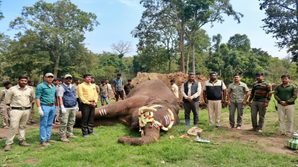 ಆನೆ