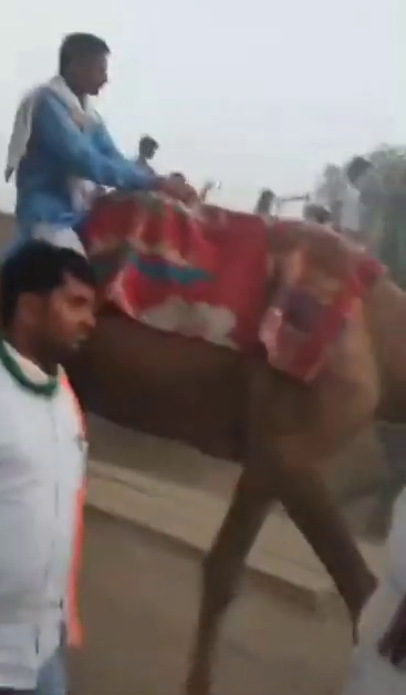 election campaign riding on a camel